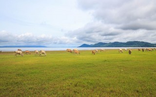 草原 老舍，草原老舍课文