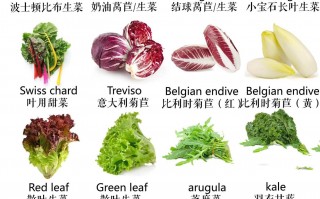 生菜的英文，生菜的英文怎么读