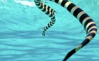 海蛇有毒吗，银环海蛇有毒吗