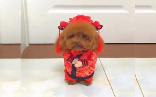 恶搞醉酒视频搞笑视频，恶搞醉酒视频搞笑视频大全