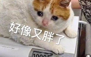 沙雕文案之猫咪，猫咪的沙雕文案